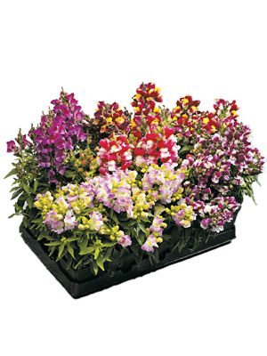 Ротики великий Floral Showers F1, двоколірна низькоросла суміш (15 шт) - 1