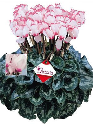 Цикламен крупноцветковый Halios Victoria 50 F1 (1 шт)