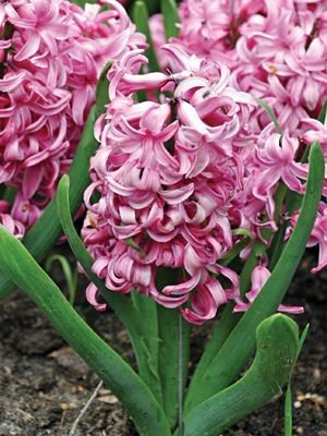 Гиацинт садовый Pink Pearl 15/16 (100 шт) - 1
