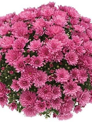 Хризантема дрібноквіткова низькоросла Branbeach Lilac (9 шт) - 1