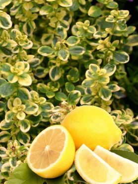 Чебрець лимонний Mystic Lemon