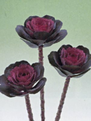 Капуста декоративная Crane Rose F1 (10 шт)