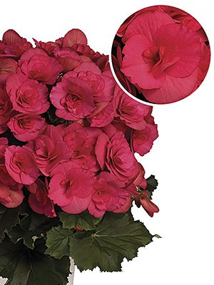 Бегония красивоцветущая Barcos Bela Lilacpink (1шт)