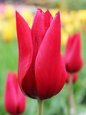 Тюльпаны Лилиецветные Pieter de Leur 12/+ (100 шт)