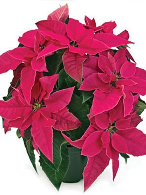 Пуансеттия прекрасная Princettia Dark Pink (1 шт)