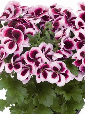 Пеларгония королевская Graziosa Purple Picotee (1 шт) - 1