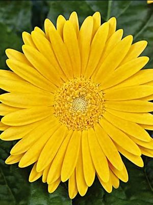 Гербера гибридная (садовая) Garvinea Sweet Honey (1 шт)
