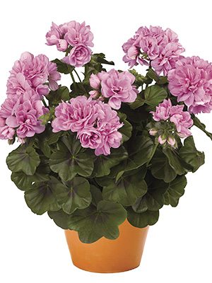 Пеларгонія плющелиста Great Balls of Fire Lavender - 1