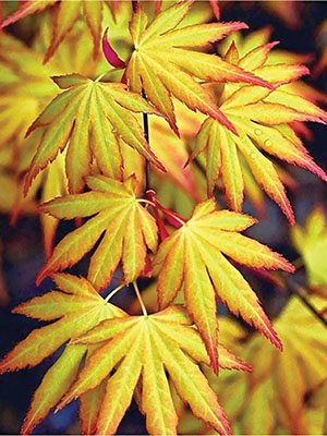 Клен пальчастий Katsura