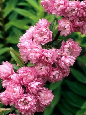 Вишня железистая Rosea Plena (1 шт)
