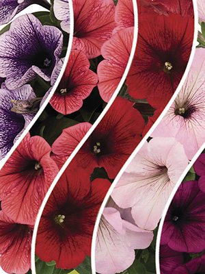 Петунія напівзвисаюча рясноквітуча Potunia, суміш - 1