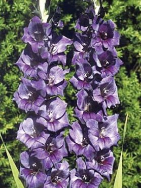 Гладіолус садовий Purple Flora (5 шт)