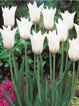 Тюльпаны Лилиецветные White Triumpfator 10/11 (3 шт)