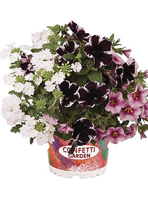 Набір рослин Confetti Garden Marvelous Kiss