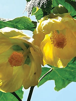 Абутилон гибридный Aminka Yellow (1 шт)