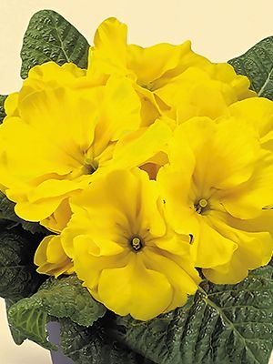 Примула Fruelo Yellow-Lemon F1 (3 шт)