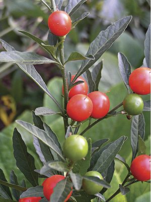Паслен ложноперечный Red Giant , 1 шт