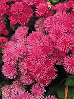 Агератум мексиканский Pink Ball, розовый (0,1 г)