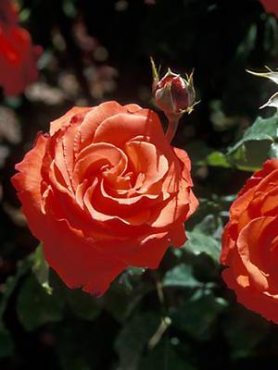 Троянда чайно-гібридна Angelique (1 шт)