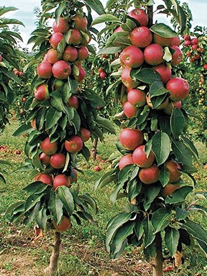 Яблуня колоновидна Арбат (1 шт) - 1