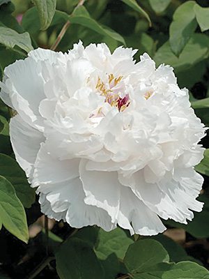Пион древовидный Fragrant Jade (1шт) - 1