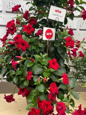 Діпладенія Sundaville Double Red (1 шт)