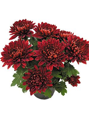 Хризантема горшечная Vido Red (3 шт) - 1