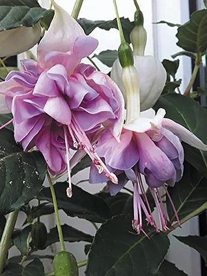 Фуксия гибридная Jollies La Grande Picardie (3 шт) - 1
