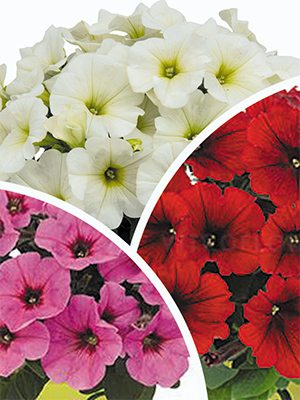Петунія гібридна Potunia Plus, суміш (3 шт) - 1