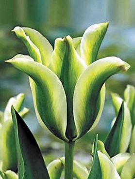 Тюльпани Зеленоцветковые Deirdre 1011 (3 шт)