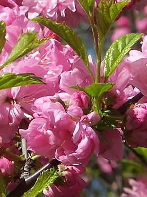 Миндаль трехлопастный Rosenmund (1 шт)