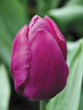 Тюльпаны Простые ранние Purple Prince 12/+ (100 шт)