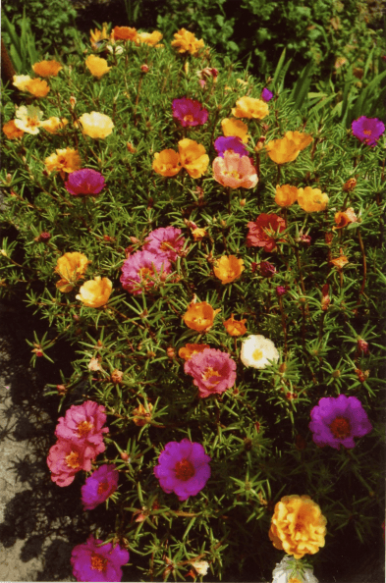 Однорічники: додайте фарб у свій сад за допомогою яскравих та різноманітних кольорів