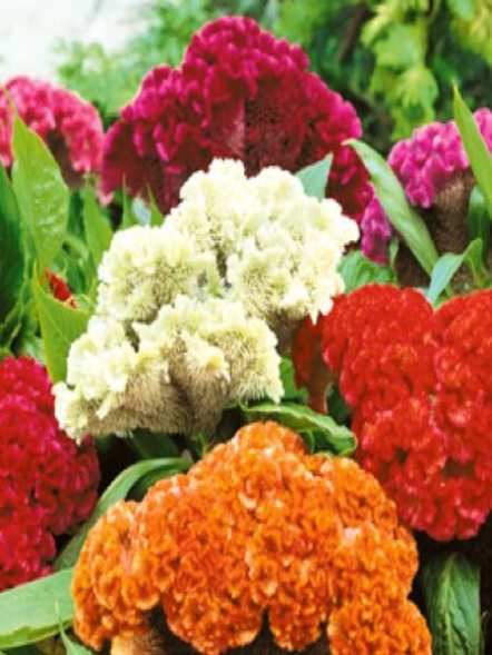Целозия карликовая, гребенчатая смесь (0,20 г) - 1