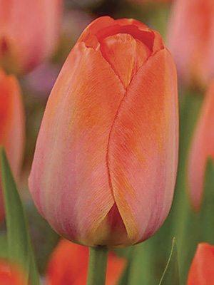 Тюльпани Дарвінові гібриди Orange Van Eijk 12/+ (500 шт) - 1