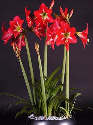 Гиппеаструм гибридный Striped Garden 14/16 (1 шт) - 1