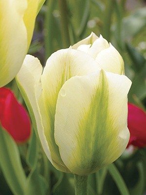 Тюльпани Зеленоквіткові Spring Green 10/11 (100 шт) - 1