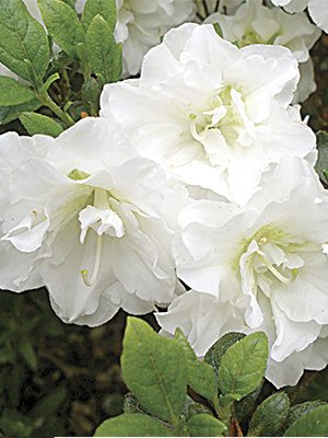 Рододендрон тупий Schneeperle - 1