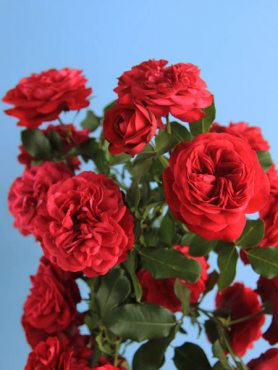 Троянда флорибунда Nina Weibull (1 шт)