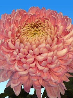 Хризантема срезочная Holiday Pink (9 шт) - 1