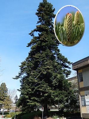 Пихта великая (1 шт)
