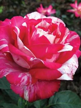 Троянди чайно-гібридна Chaim Soutine (1 шт)