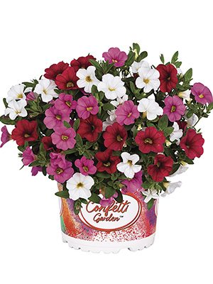 Набор Confetti Garden Hawaiian Lolo (1 шт) - 1