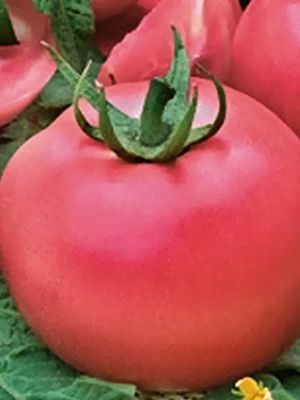 Томат низкорослый Ляна (розовый) (0,1 г) - 1