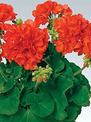 Пеларгония зональная Perlenkette Orange (1 шт)