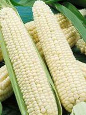 Кукуруза овощная сахарная Русалка (50 г)