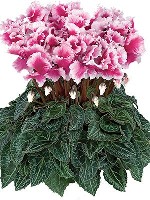 Цикламен Halios Friola Magenta F1 (1 шт)