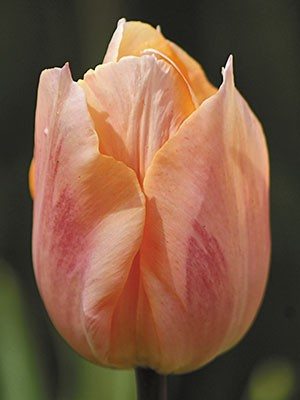 Тюльпани Прості ранні Apricot Beauty 10/11 (20 шт) - 1