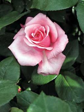 Троянди чайно-гібридна Carina (1 шт)
