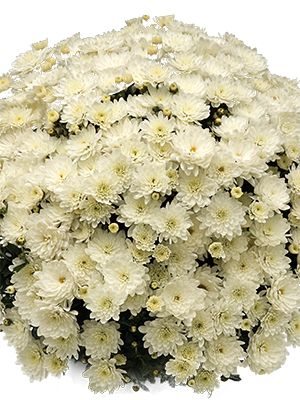 Хризантема мелкоцветковая низкорослая Branbeach White (3 шт) - 1
